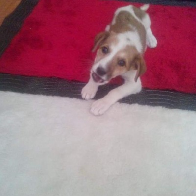 Pursaklar Beagle Kırması Kıza Omurluk Yuva Arıyoruz, Ankara