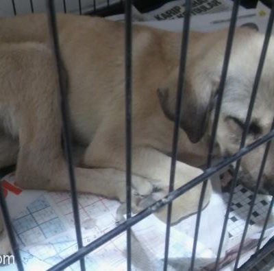 Tedavisi Bitmek Üzere Olan Sokak Köpeğimizi Sahiplendirmek İstiyorum, Ankara