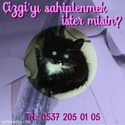 2 Aylık Sağlıklı Yavru Kedi - Çizgi, İstanbul