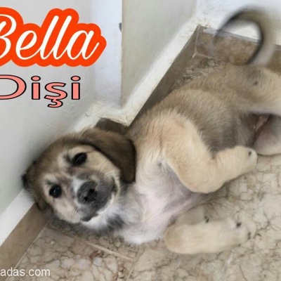Labrador Kırması Bella Yuvasını Arıyor, Muğla