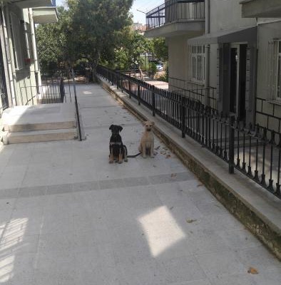 İki Güzel Can, Ankara