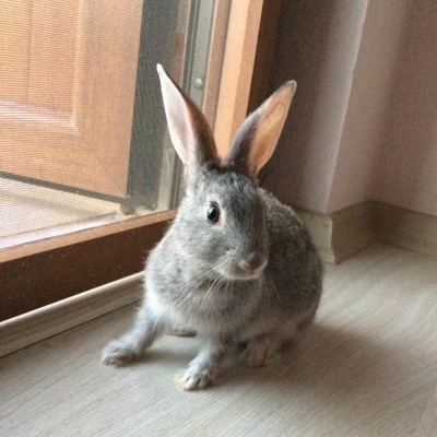Tavşanıma Mecburen Güzel Bir Yuva Arıyorum, Manisa