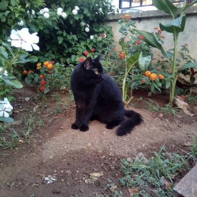Kedi Zeytin Yuva Arıyor, Muğla