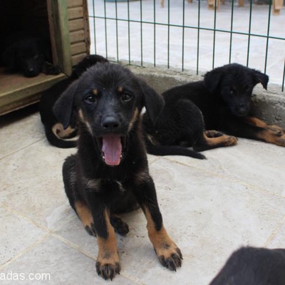 Siyah Alman Çoban Köpeği Yavru Yuva Arıyor, Sakarya