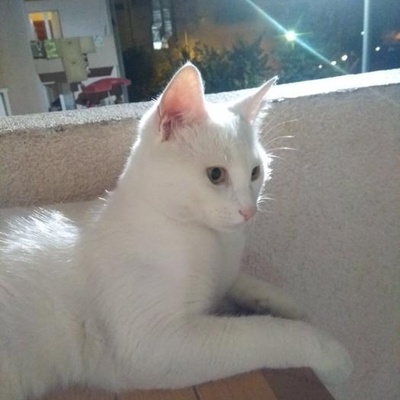 Van Kedisi Pamuk Oğluş Ömürlük Yuvasını Arıyor, İstanbul