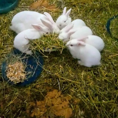 Yavru Tavşanlar Ve Ailesi, İstanbul