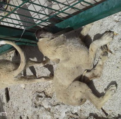 Akbaş-Kangal Kırması 2Aylık Son 3 Yavrumuz Kaldı Acil, Ankara