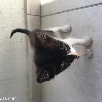 Sokaktan Aldığım Yavru Kedi Sıcak Bir Yuva Arıyor, İzmir