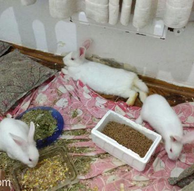 Yavru Tavşanlar Ve Ailesi, İstanbul