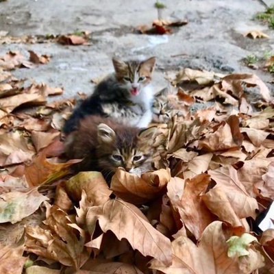 Yavru Kediler Yuva Arıyor!, İstanbul