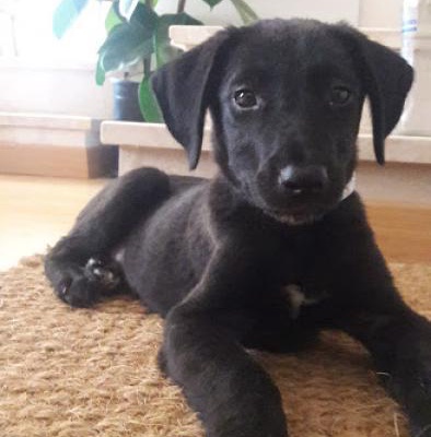 Ücretsiz Siyah Labrador Kırması Yavru Köpek, İstanbul