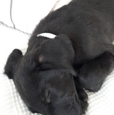 Ücretsiz Siyah Labrador Kırması Yavru Köpek, İstanbul
