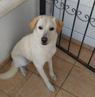 Golden-Labrador Kırması 1 Yaşını Aşkın Köpeğimi Sahiplendiriyorum..., Ankara