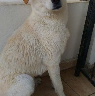 Golden-Labrador Kırması 1 Yaşını Aşkın Köpeğimi Sahiplendiriyorum..., Ankara