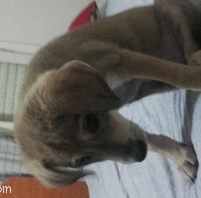 2 Aylık Labrador Kırması Yavru Ona Özenle Bakacak Yuva Arıyor  !! Acil, İzmir