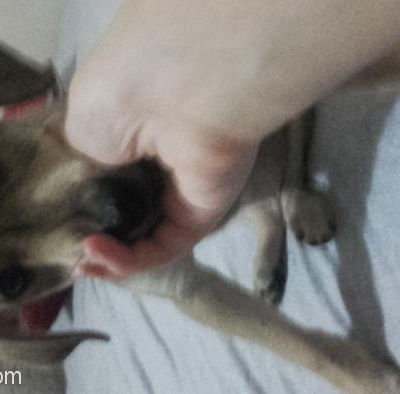 2 Aylık Labrador Kırması Yavru Ona Özenle Bakacak Yuva Arıyor  !! Acil, İzmir