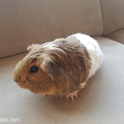 Yeni Bir Ev Arayan Çok Tatlı Bir Guinea Pig, İstanbul