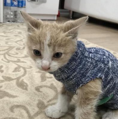 3 Aylık Civarı Erkek Kedi Acil Sahiplendirme, Samsun