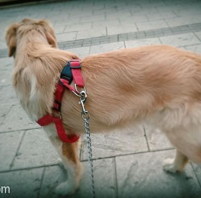Ücretsiz 8 Aylık Goldın Retriver Temizlik Ve Genel Komutları Bilir Tatlı Saglıklı Bir Köpek, Adana