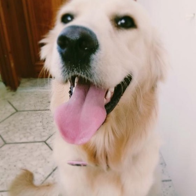 Ücretsiz 8 Aylık Goldın Retriver Temizlik Ve Genel Komutları Bilir Tatlı Saglıklı Bir Köpek, Adana