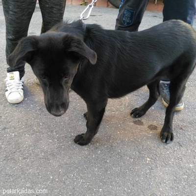 4-5 Aylık Siyah Alman Kurdu Labrador Kırması Dişi Yavru, İstanbul