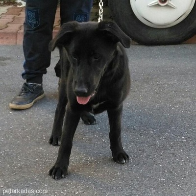 4-5 Aylık Siyah Alman Kurdu Labrador Kırması Dişi Yavru, İstanbul