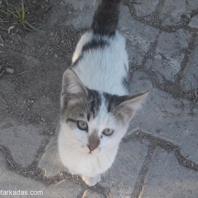 Minik Kedi Kıza Ev Ariyoruz, İzmir