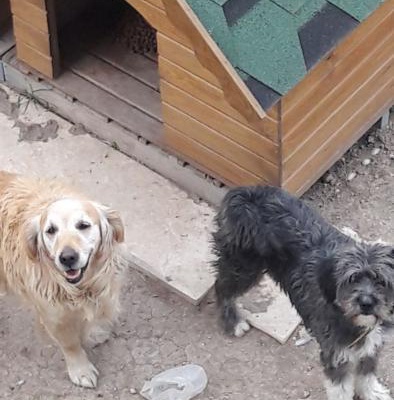 Terrier Oğlan Yuva Aruyor, Ankara