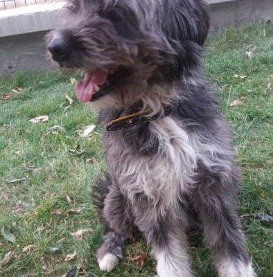 Terrier Oğlan Yuva Aruyor, Ankara