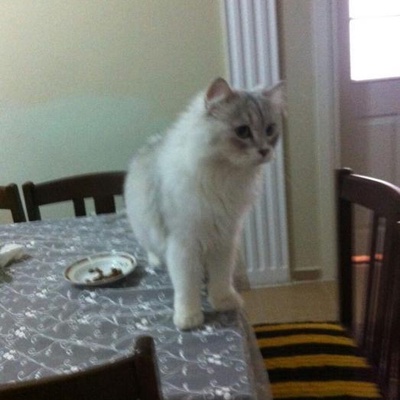 Kayıp Kedi, Bursa