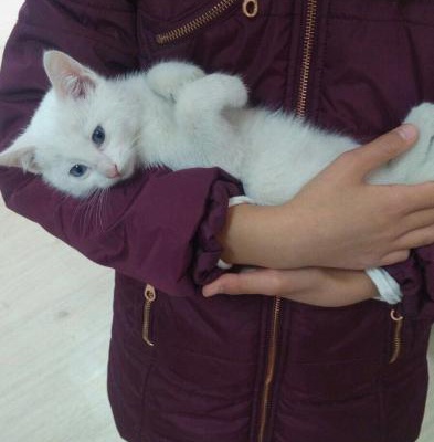 Beyaz Yavru Kedi, Ankara