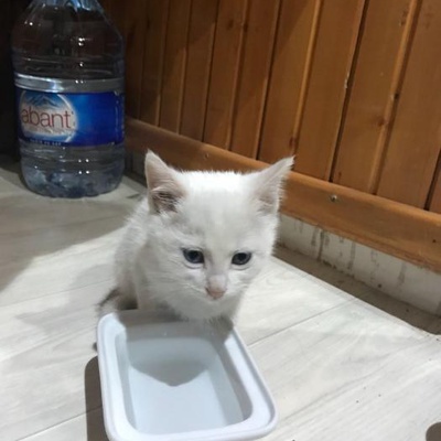 Beyaz Yavru Kedi, Ankara