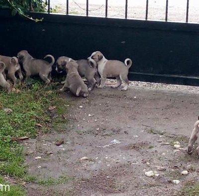 Sevimli Köpek Yavruları ( 4 Tane), Çanakkale, Çanakkale, Çanakkale