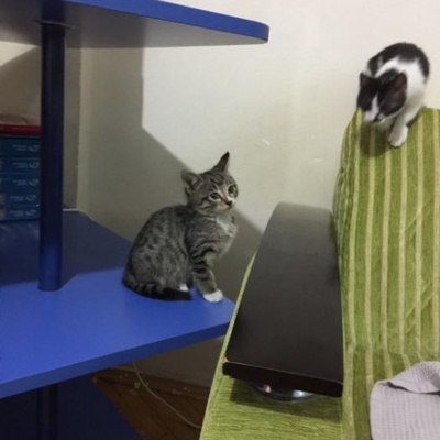 Bir Kedi Sahiplenmekten Daha Güzel Bir Şey Varsa O Da 2 Kedi Sahiplenmektir., Ankara