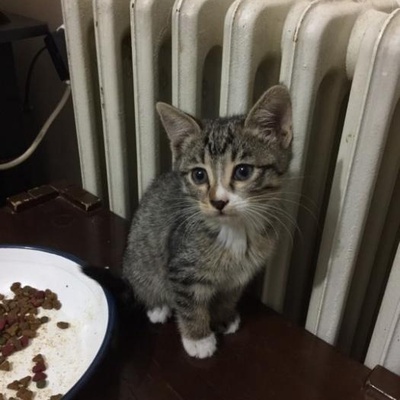 Bir Kedi Sahiplenmekten Daha Güzel Bir Şey Varsa O Da 2 Kedi Sahiplenmektir., Ankara