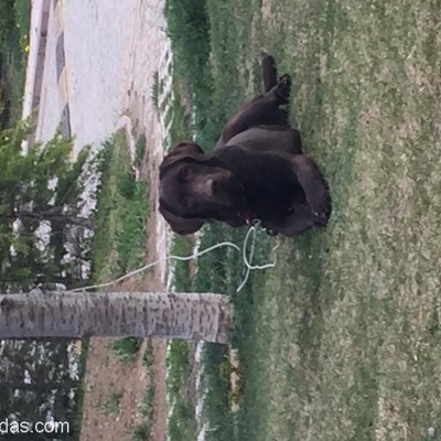 Labrador Baron Yuva Arıyor, Ankara