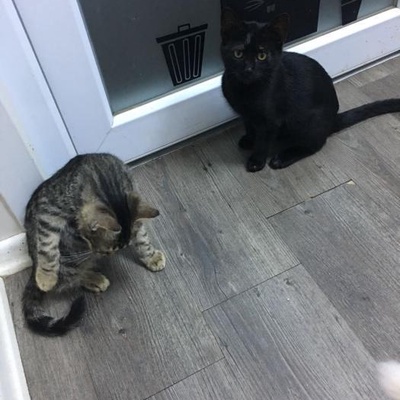 Kara Kedi Yuva Arıyor, İstanbul