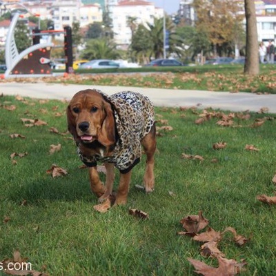 Beagle Mix Bella Ömürlük Yuvasını Arıyor, İstanbul