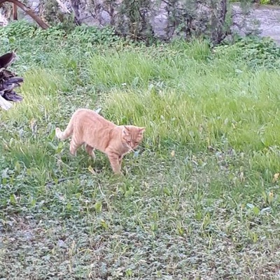 Güzel Huylu Kedimize Yuva, Antalya