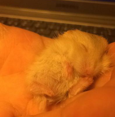 Gonzales Hamsterıma Ev Arıyorum Çok Acil ! Daha 1 Aylık, Ankara