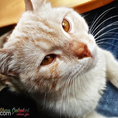 1 Yaşında Kısırlaştırılmamış Erkek Kedi Acil Kalıcı Yuva, İstanbul