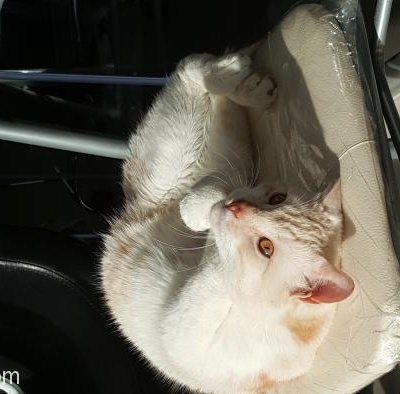 1 Yaşında Kısırlaştırılmamış Erkek Kedi Acil Kalıcı Yuva, İstanbul