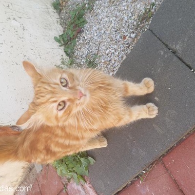 Bu Minnoş Kediye Acil Yuva, Çanakkale, Çanakkale