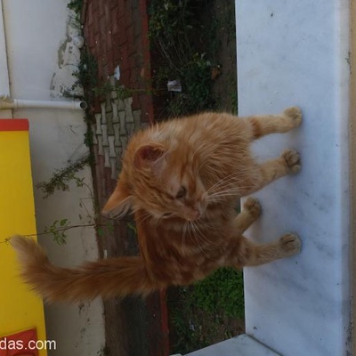 Bu Minnoş Kediye Acil Yuva, Çanakkale, Çanakkale
