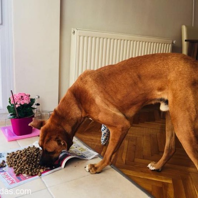 Araba Çarpan Sevgi Dolu Bir Köpeğe Acil Geçici Ya Da Kalıcı Yuva Aranıyor, İzmir