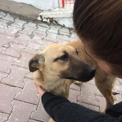 Kurt Kırması 4 Aylık Yavru Köpek, Ankara