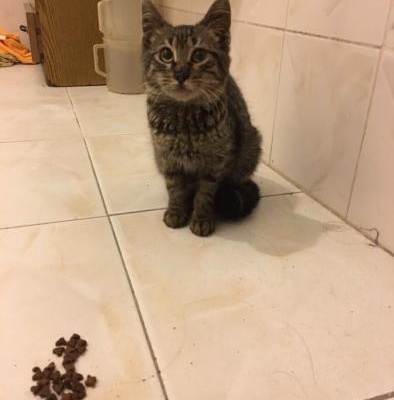Coronalı Erkek Kedi/Tedavisine Başlandı, İstanbul