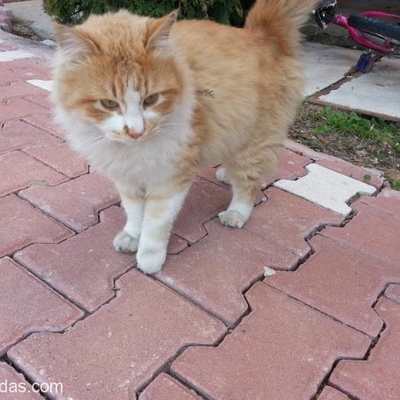 İnsan Canlısı Kedi, Adana