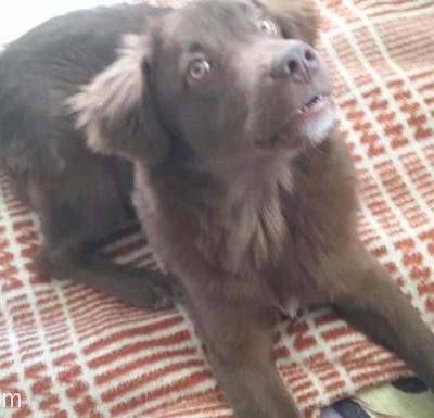 5 Aylık Labrador Kırması Kızıma Ömürlük Yuva Arıyorum., Çanakkale