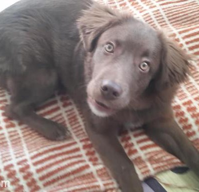 5 Aylık Labrador Kırması Kızıma Ömürlük Yuva Arıyorum., Çanakkale